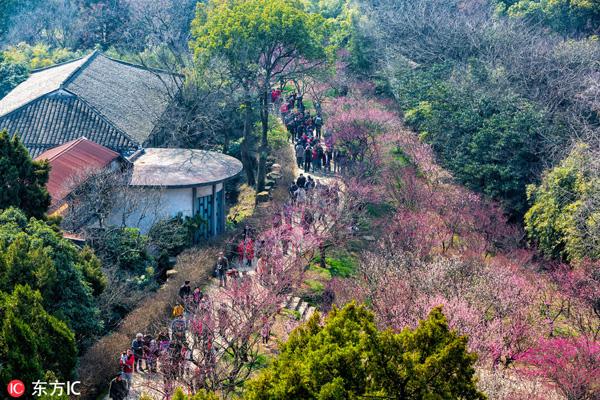 Blooming plums in Wuxi