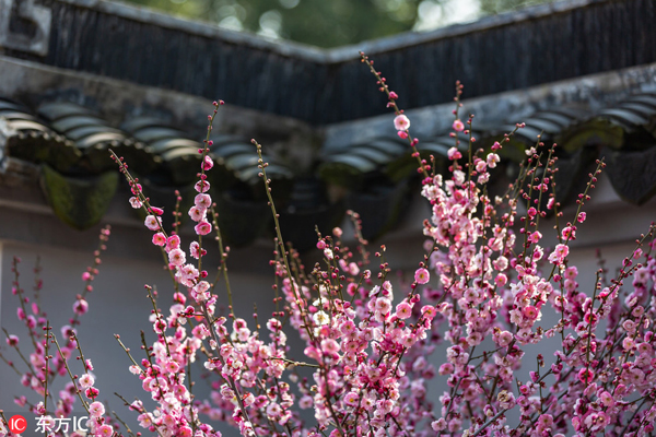 Blooming plums in Wuxi