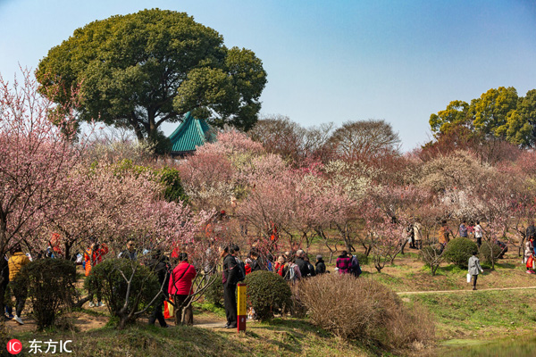 Blooming plums in Wuxi