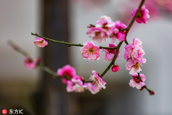 Blooming plums in Wuxi