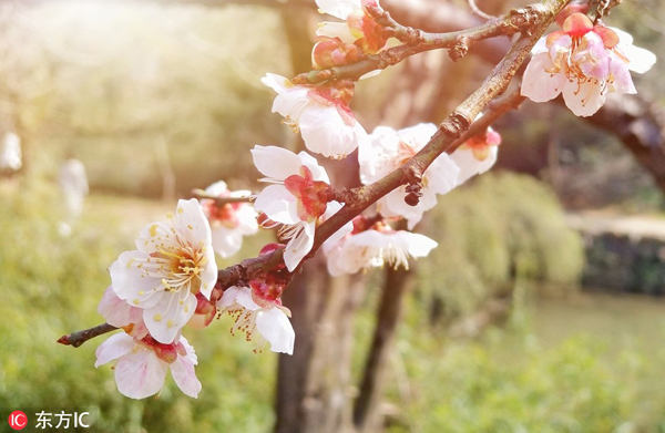 Blooming plums in Wuxi