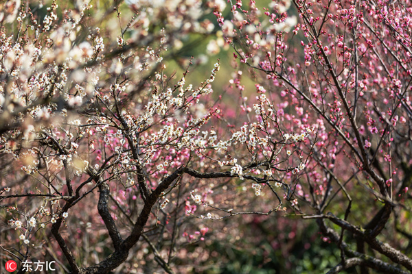 Blooming plums in Wuxi