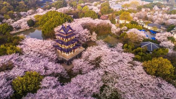 2019 Wuxi International Cherry Blossom Festival opens