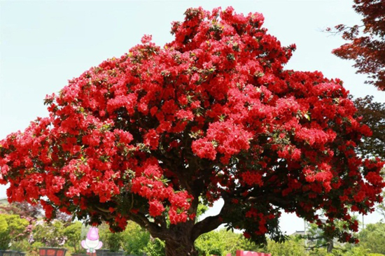 Flower Fairy Festival kicks off at Wuxi Jiulong Bay