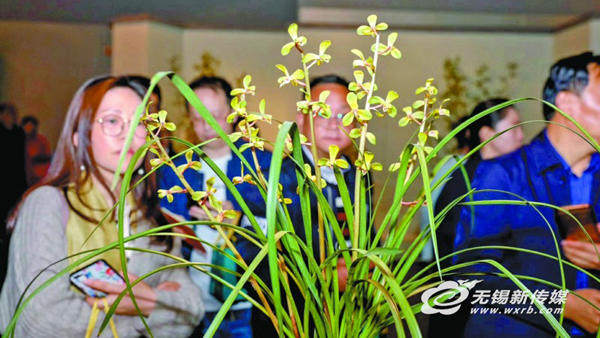 Wuxi Museum exhibits rare orchids