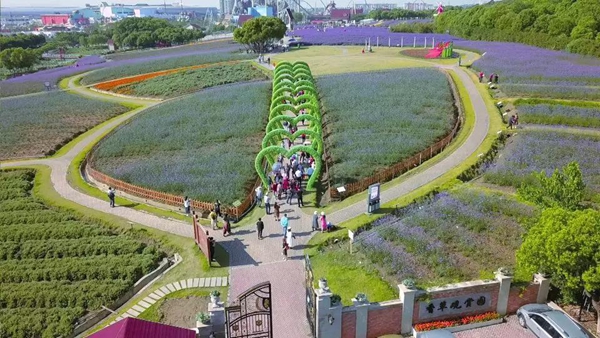 Lavender bloom in Wuxi ahead of Dragon Boat Festival