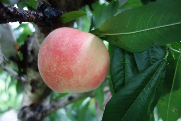 Yangshan: home of honey peaches