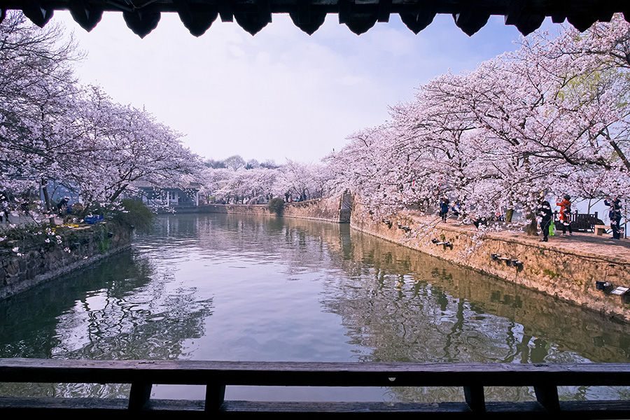 Cherry blossoms add to tranquil beauty of Wuxi