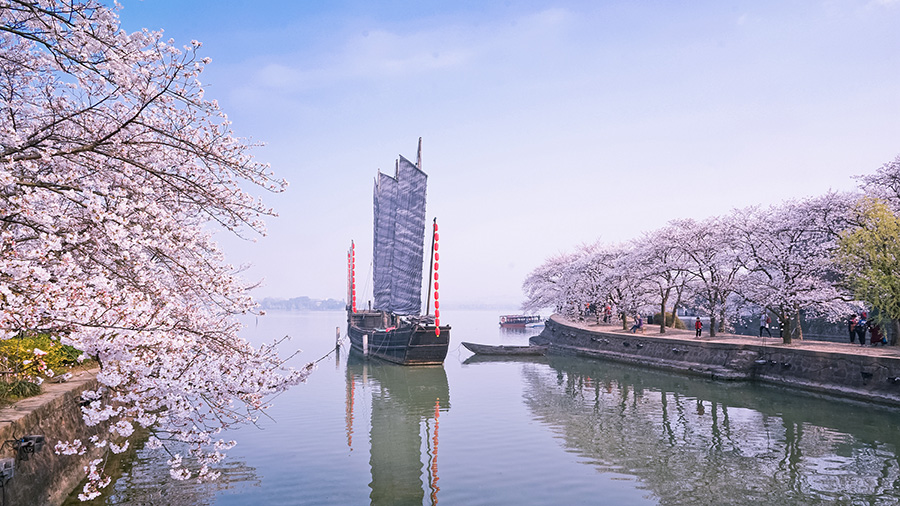 Cherry blossoms add to tranquil beauty of Wuxi