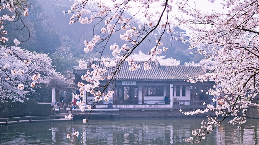 Cherry blossoms add to tranquil beauty of Wuxi