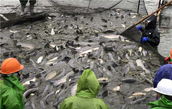 Wuxi fishermen haul up nethauling in nets for Spring Festival