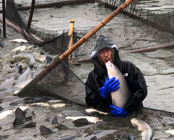 Wuxi fishermen haul up nethauling in nets for Spring Festival