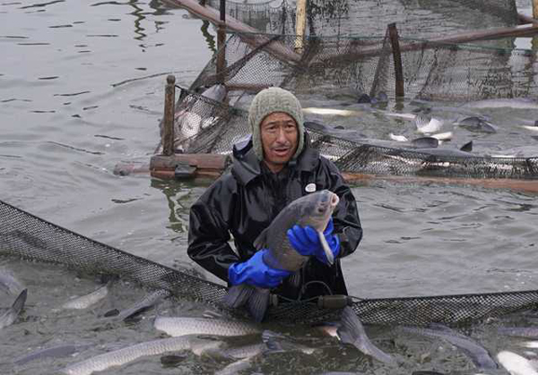 Wuxi fishermen haul up nethauling in nets for Spring Festival