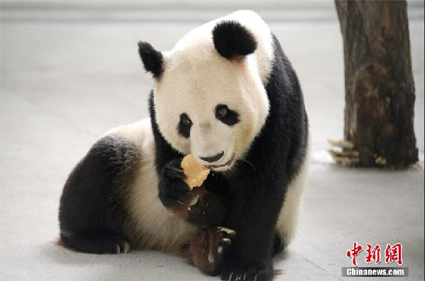 Pandas enjoy moon cakes at Taihu Lake National Wetland Park