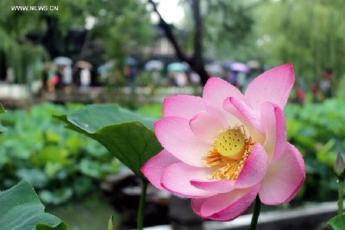 20th Lotus Festival kicks off at E China's Zhuozheng Yuan Garden