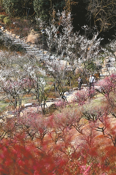 Plum blossoms spring to life in Xiangshan