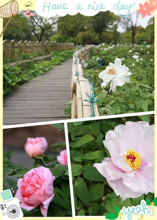 Soak up the colors of mid-spring Zhangjiagang