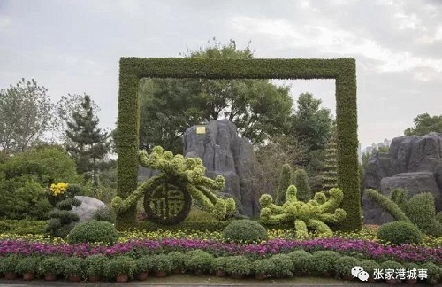 Chrysanthemum exhibition to open in Zhangjiagang