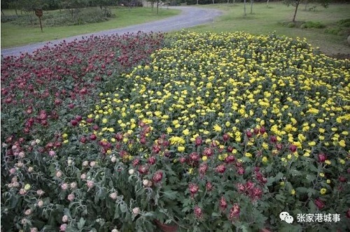 Chrysanthemum exhibition to open in Zhangjiagang