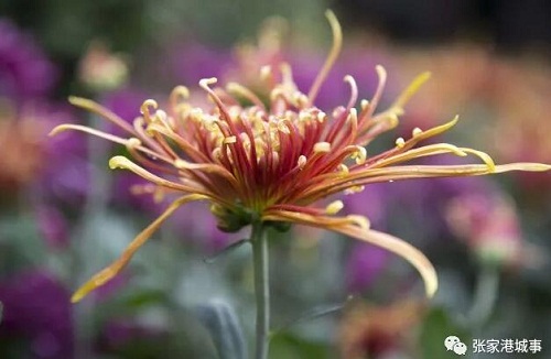 Chrysanthemum exhibition to open in Zhangjiagang