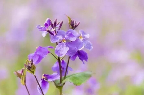 Encounter a flowery Zhangjiagang in spring