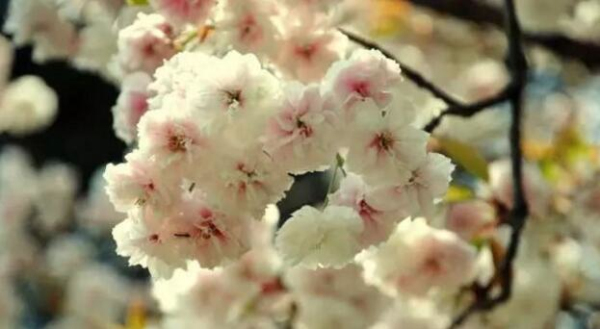 Encounter a flowery Zhangjiagang in spring