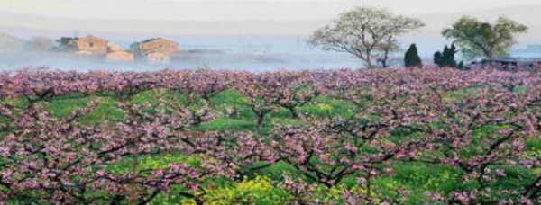 Encounter a flowery Zhangjiagang in spring