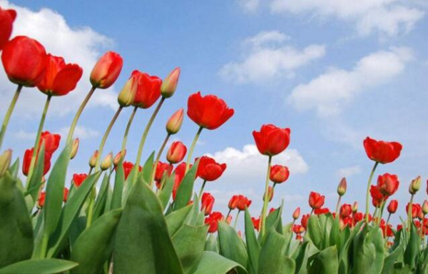 Encounter a flowery Zhangjiagang in spring