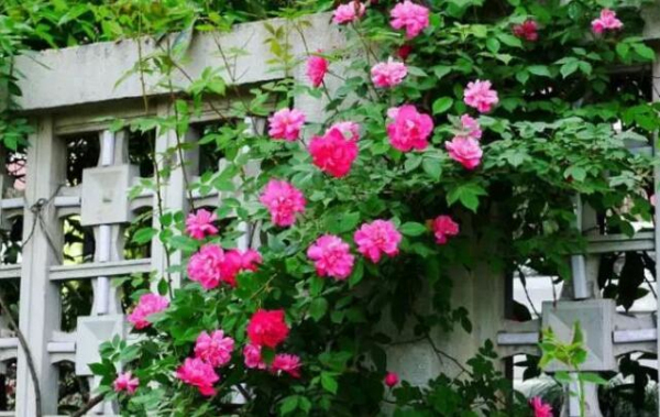 Encounter a flowery Zhangjiagang in spring