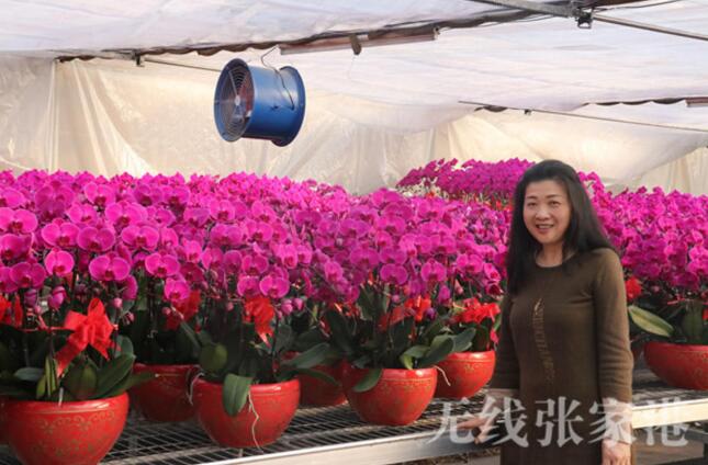 Taiwan flower-lover creates sea of butterfly orchids in Zhangjiagang