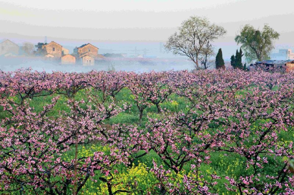 Peach blossoms lend charms to Fenghuang town