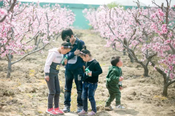 Peach blossoms lend charms to Fenghuang town