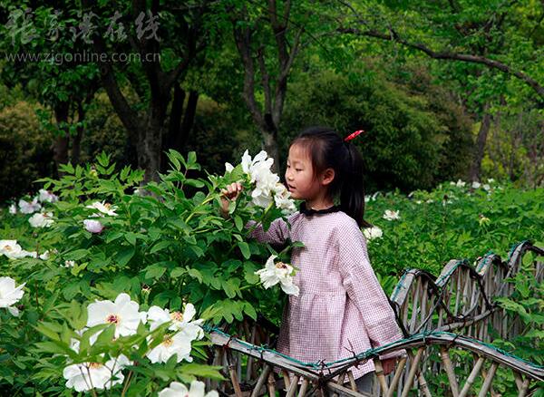 Blooming peony flowers in Jiyang Lake attract visitors