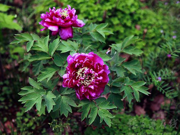 Blooming peony flowers in Jiyang Lake attract visitors