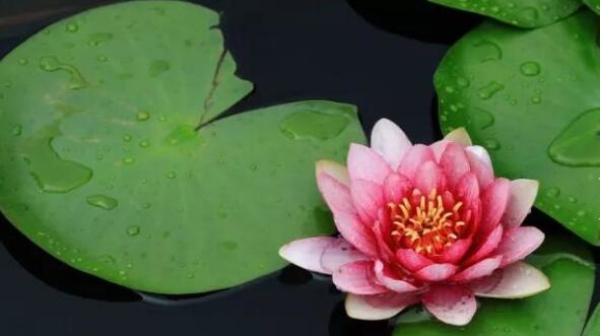 Water lilies bloom at Jiyang Lake