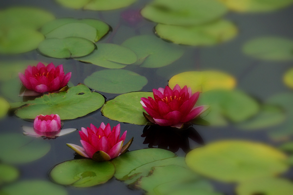 Water lilies bloom at Jiyang Lake