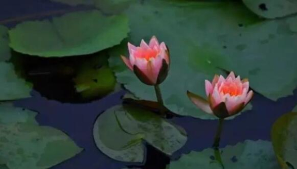 Water lilies bloom at Jiyang Lake