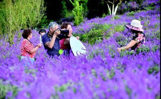 Have a date with lavender in Zhangjiagang