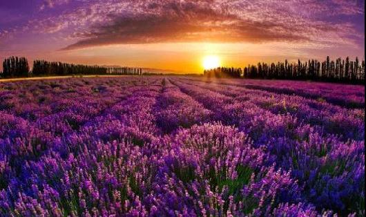 Have a date with lavender in Zhangjiagang