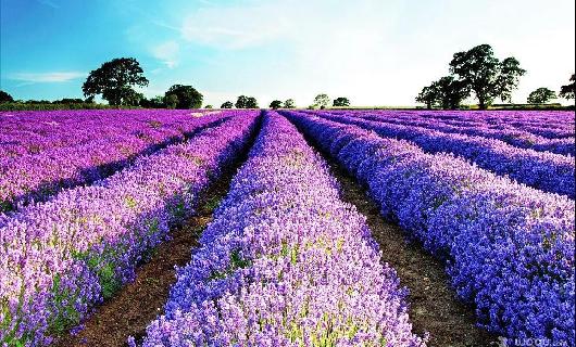 Have a date with lavender in Zhangjiagang