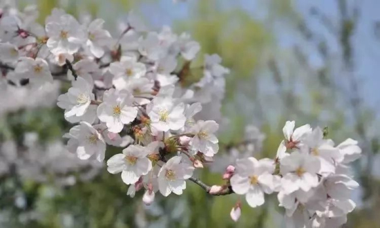 Guides to admire flowers in Zhangjiagang