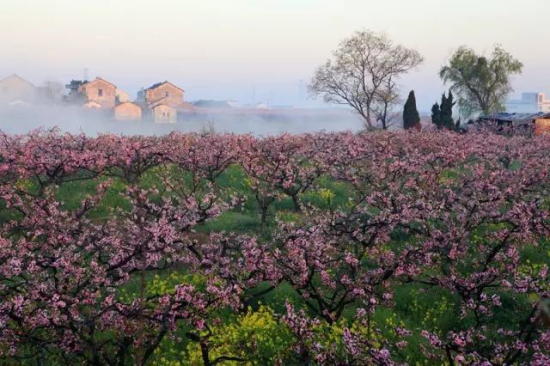 Guides to admire flowers in Zhangjiagang