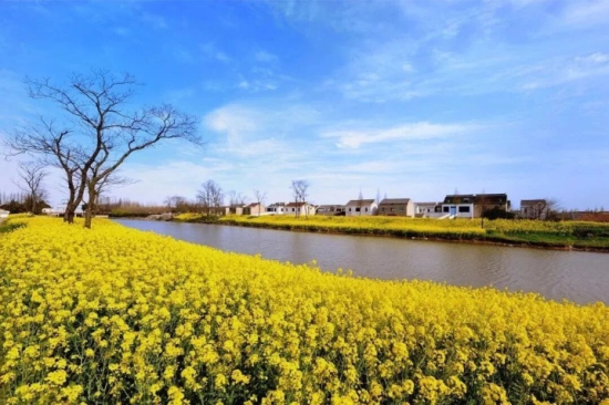 Guides to admire flowers in Zhangjiagang