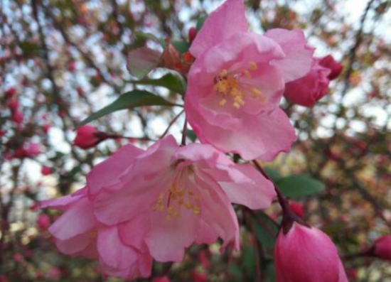 Guides to admire flowers in Zhangjiagang