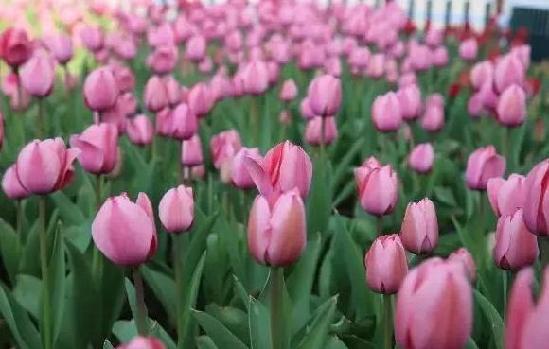 Changjiang village tulips festival unveils