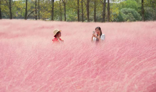 Soak up autumn scenery in Zhangjiagang