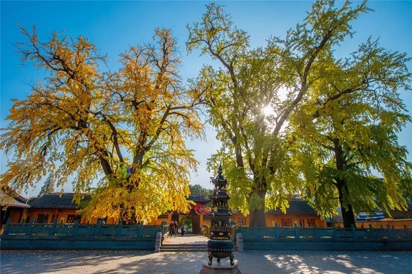 Old ginkgo trees attract tourists to Zhangjiagang