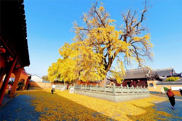 Old ginkgo trees attract tourists to Zhangjiagang