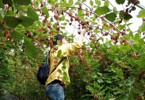 Four-season orchards boost tourism in Yongli village