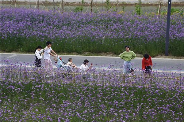 Xiaojia Alley in Zhangjiagang in purple palette